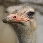 Ostrich FanS