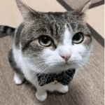 CatWithTie