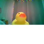 ~ The Duckies ~