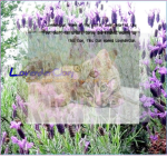~~ LavenderClan ~~