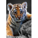 CUTE TIGER TEAM