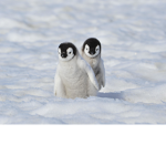 Super white penguins