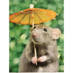 /rat group\