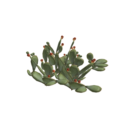 Nopal By:UrlaAtalier