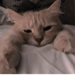 hello every nyan