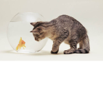 Cats Fishes