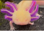 Axolotl ARMY BOIIIIIIISSSSSSS