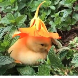 Ducki Glide  ^>^