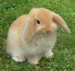 flarebuns