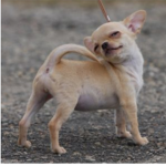The Chihuahua Trio