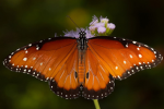 ButterflyPageants