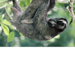 sloth fan club for life
