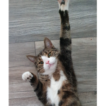 Pawsitively Great