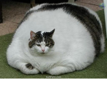 Mega Fat Cat Fans