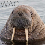 Walrus Appreciation Club