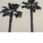 Palm tree’s