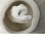Bunny’s! And animals