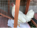chickeo