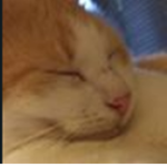 Funny Catt