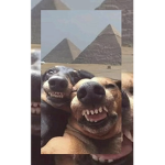pugs85