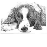 little_ golden_Dog ##