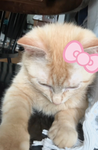 luv for kittens