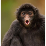 The Amazing Monkey Army