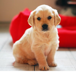 Dogs and Puppy cute