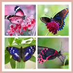 BUTTERFLY MAGIC