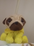 Puggy bee Group