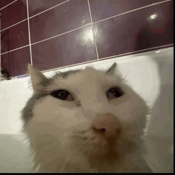 [HALLOWEEN] Cat Clicker Simulator