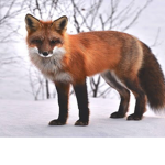 ~*foxEs*~