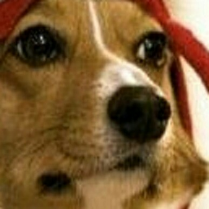 dog Roblox decal