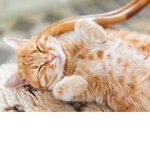 happy Cat club