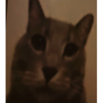 -Cat besties-