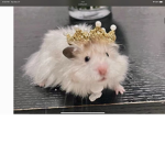!RAT KINGS!