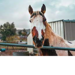 Hard working horses!