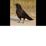 Crow Emperor