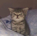 SleepyDev