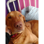 Dog's Forever