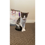 Kitty nala