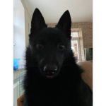 DOGGO swat