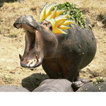 Another hippo group with SSJ
