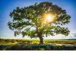the growing tree studio!