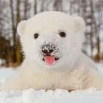 Bearr Cubs
