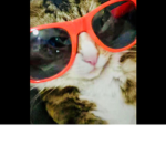 Kohl kitties