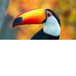the toucan