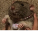 my precious little rats