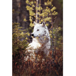 Wolf in the forest