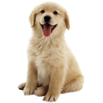 cute doges united
